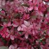 Royal Raindrops Flowering Crab #7 - Image 2